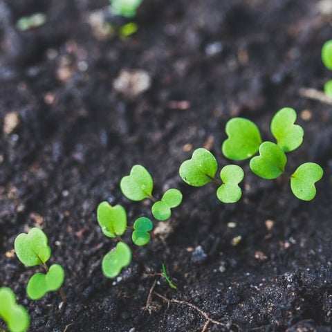 Basic Soil Test - pH, Lime, P & K